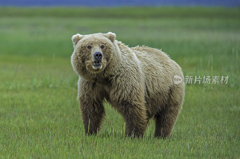 阿拉斯加半岛棕熊，北极熊，在阿拉斯加卡特迈国家公园的哈罗湾。女性在草地上。