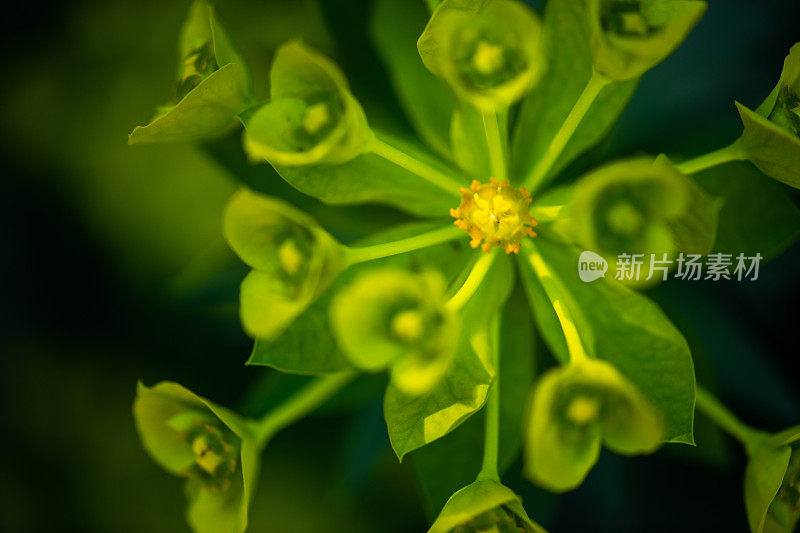 开花抗旱植物大戟的特写