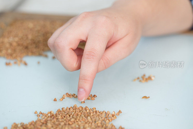 实验室助理的女性手在检查荞麦的质量。