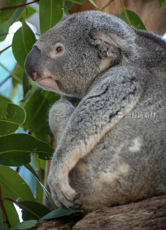 一只考拉，澳大利亚最主要的陆地动物之一，在桉树上。