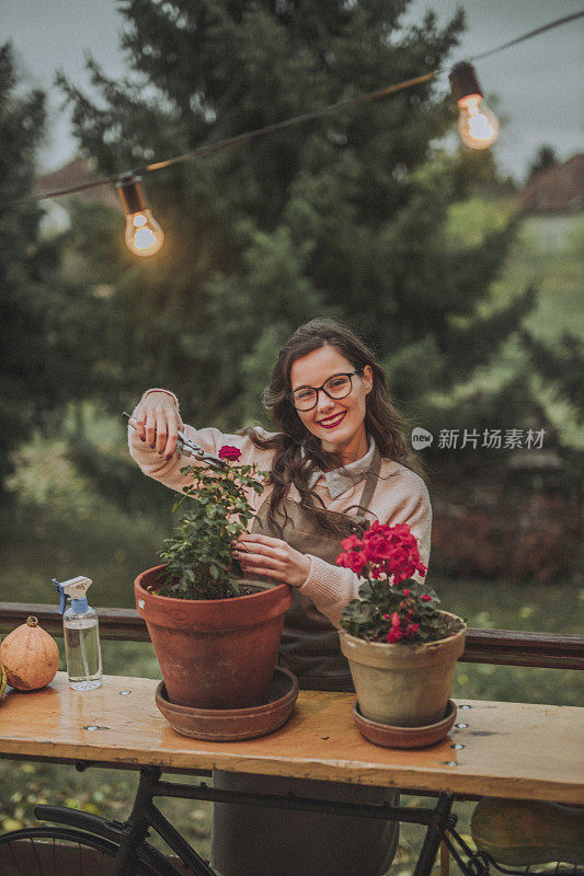 女性花匠修剪玫瑰和照顾植物
