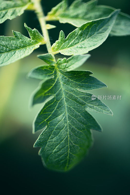 植物与花:一株番茄植物叶子的微距摄影