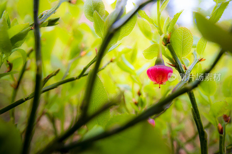 蓝莓花