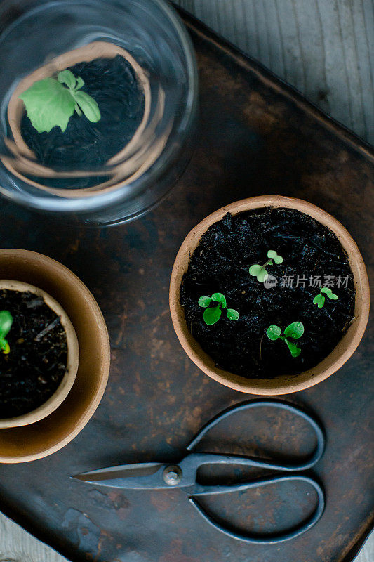 小赤陶罐，用来种小植物(黄瓜、大头菜)