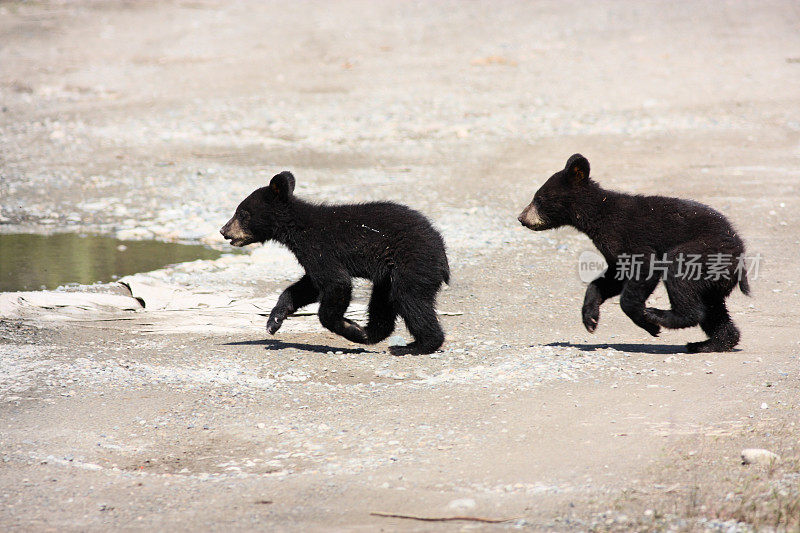 双胞胎黑熊幼崽一起奔跑