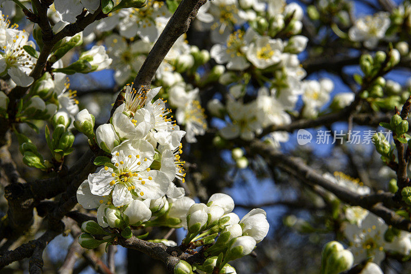 杏仁果园花的特写