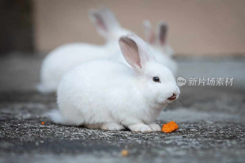 小白兔在吃胡萝卜