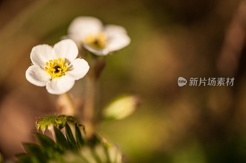 春天森林里的野草莓花