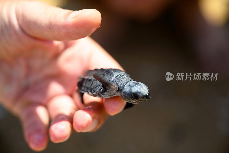 手掌上的小海龟