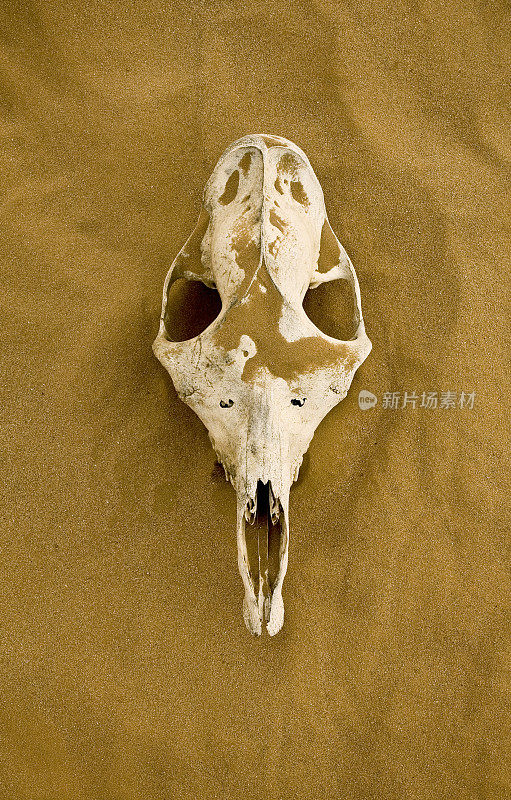 沙地上的骆驼头骨。