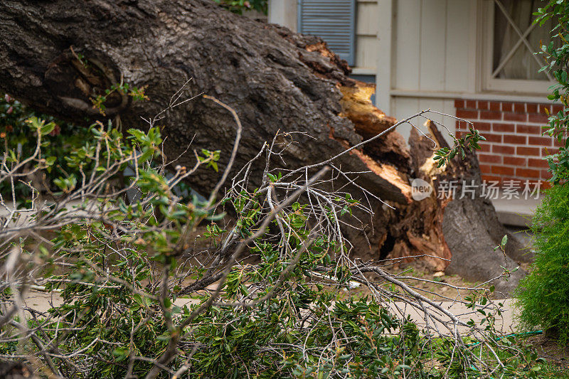 暴风雨后倒下的树