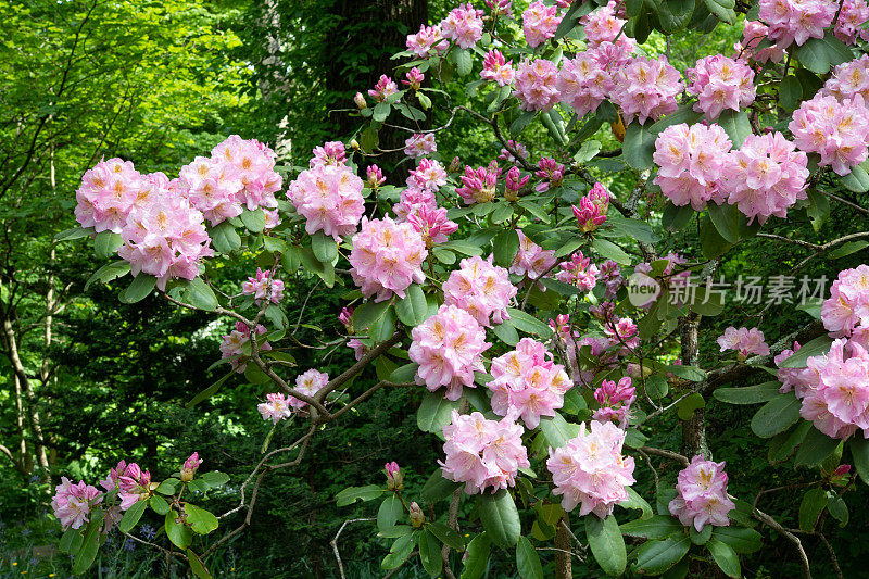 杜鹃花盛开