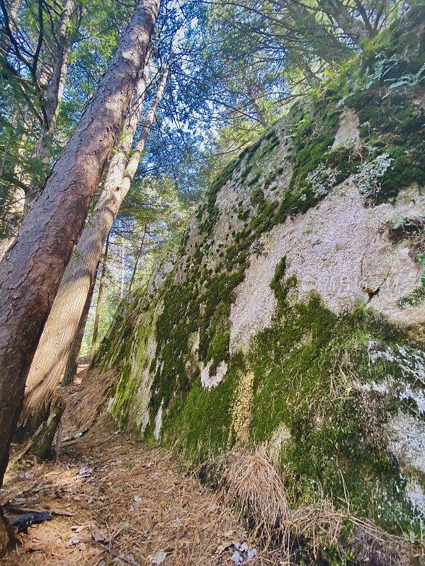 威斯康辛州北部戴夫瀑布公园的徒步小径，上面有大片苔藓覆盖的岩石。
