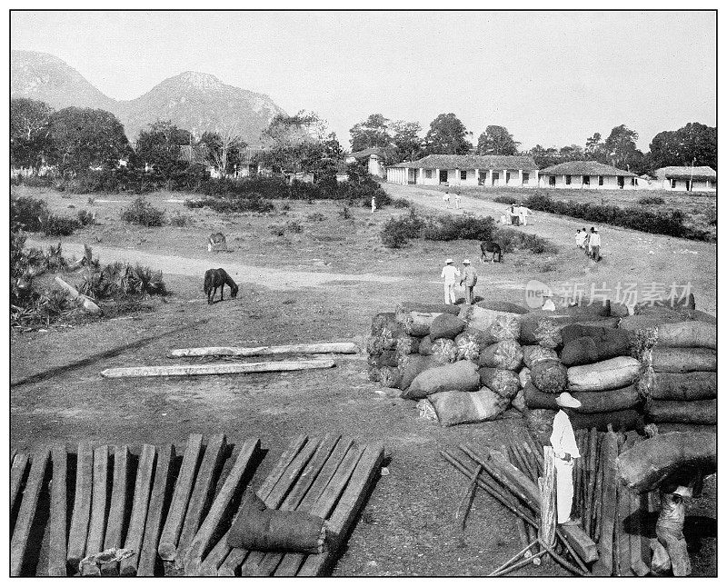 古董黑白照片:新赫罗纳，尤文图岛(前松树岛)