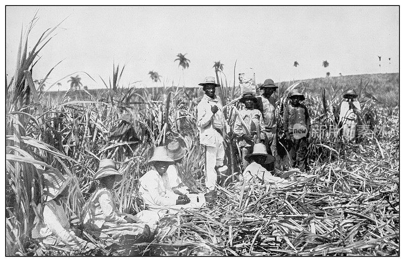 古色古香黑白照片:古巴甘蔗田
