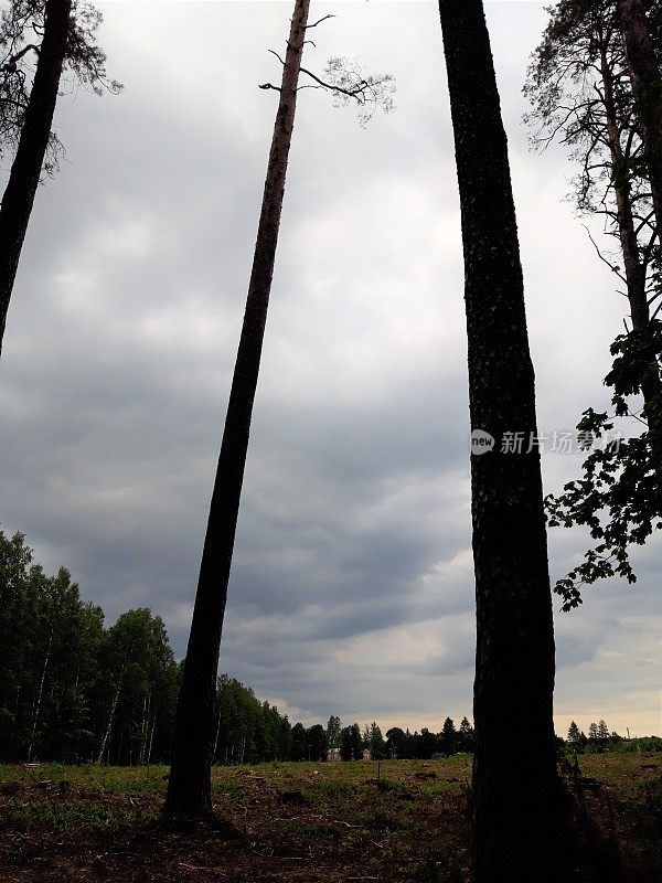 波兰奥古斯托附近森林的森林砍伐