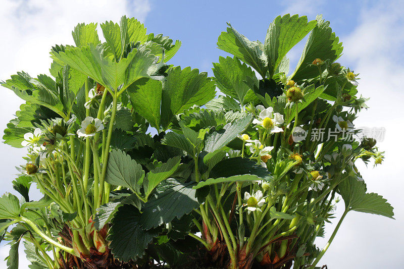 塑料花盆中种植着白色花朵和绿色叶子的草莓植物的特写图像，蓝天白云为背景，聚焦前景