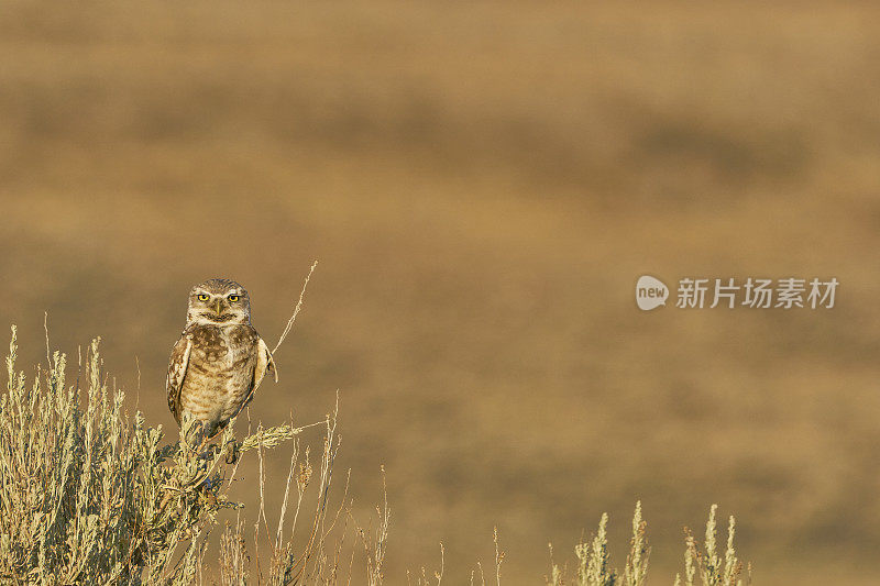 美丽的野生穴居猫头鹰
美国犹他州盐湖城附近的羚羊岛州立公园