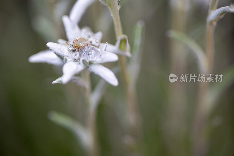 雪绒花