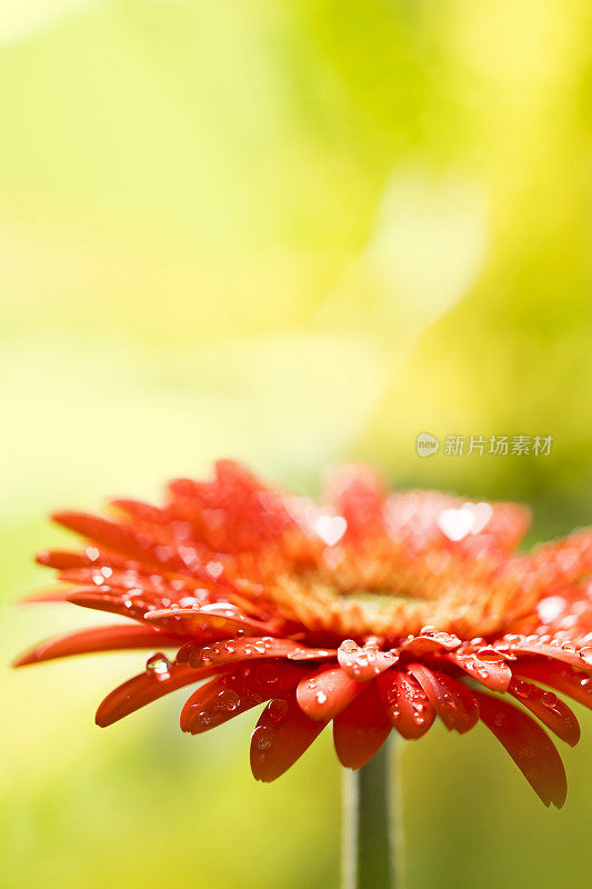 非洲菊的花滴心型散景