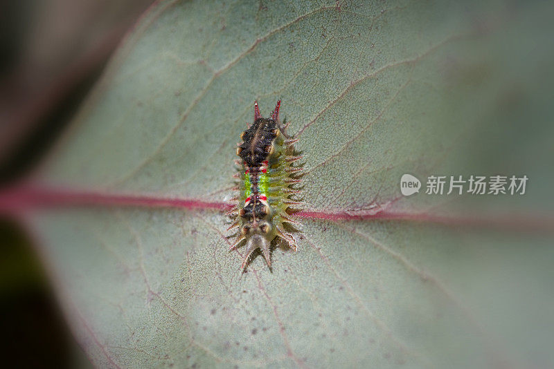 彩绘杯蛾幼虫