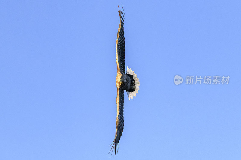 白尾鹰或海鹰在挪威北部的天空中狩猎