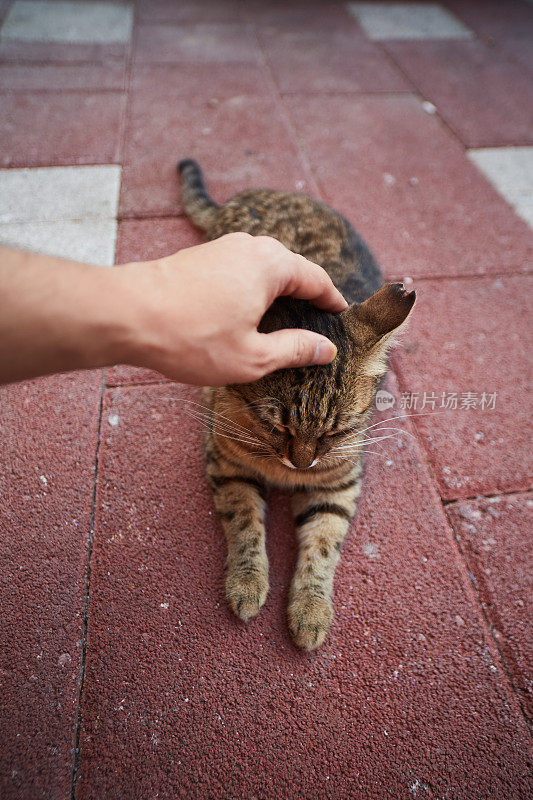 可爱的猫很高兴被轻拍脑袋