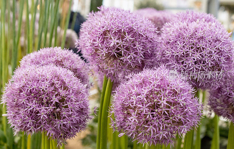 Allium“弹球精灵”在伦敦，英国