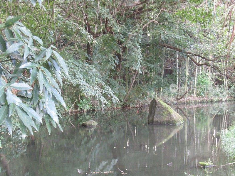 日本。8月。公园里的小池塘。神奇的地方。