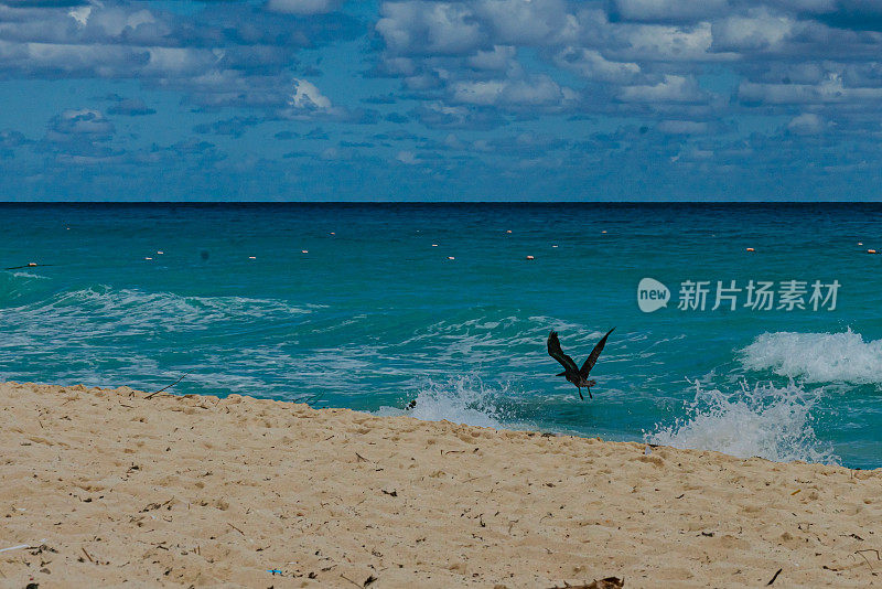 鹈鹕飞过海岸线寻找食物