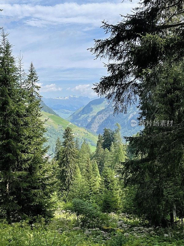 瑞士风景，Graubünden，森林景观