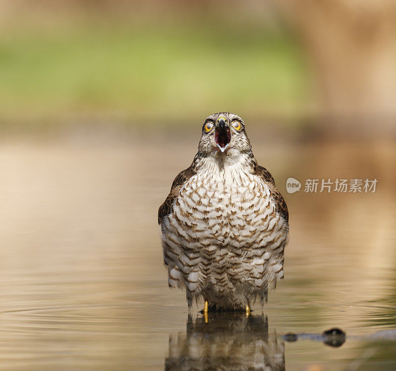 雀鹰(雀鹰)幼雌鸣叫