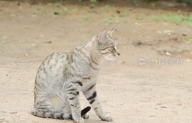 一只虎斑猫独自坐在陆地上