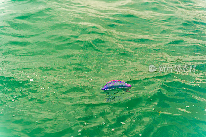 漂浮在巴西海岸的葡萄牙战神水母