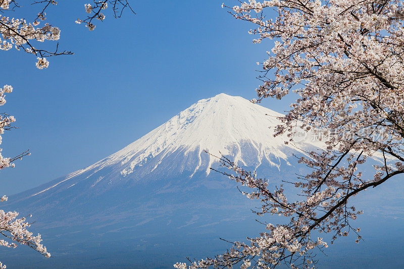 富士山和粉红色的樱花