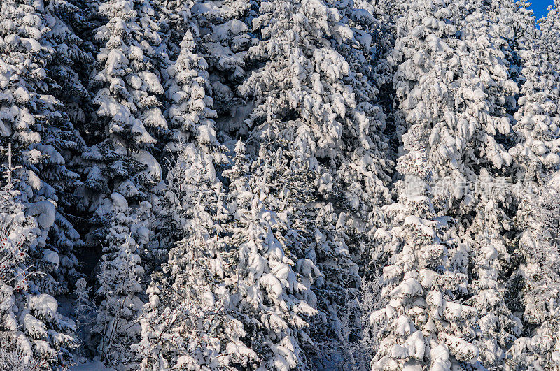 雪落在枞树上