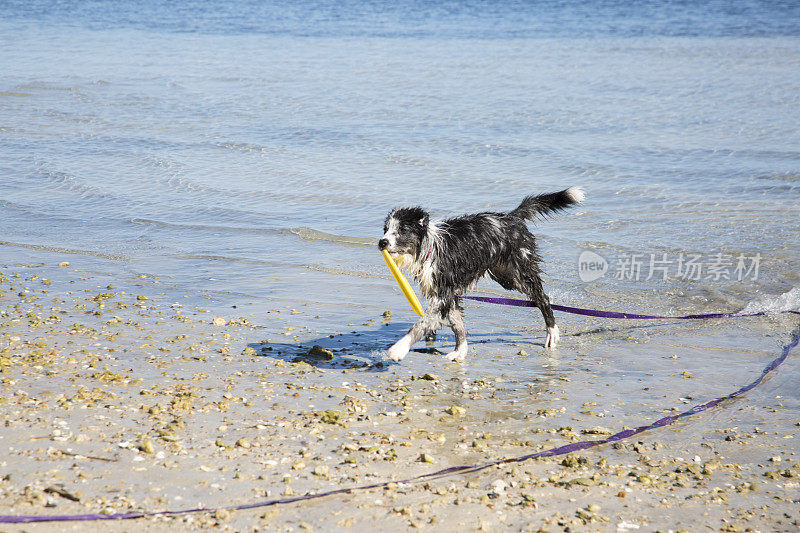 边境牧羊犬小狗在海滩