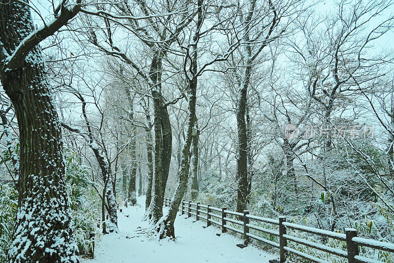 雪弯树，Tamagawajosui，日本东京(2022年1月)