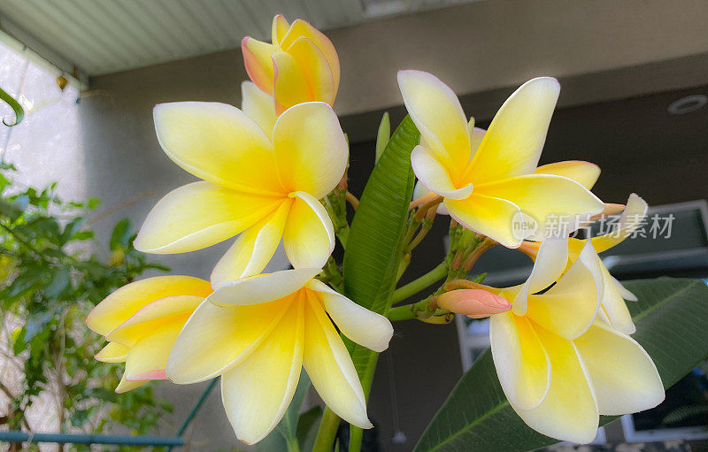 黄色plumeria