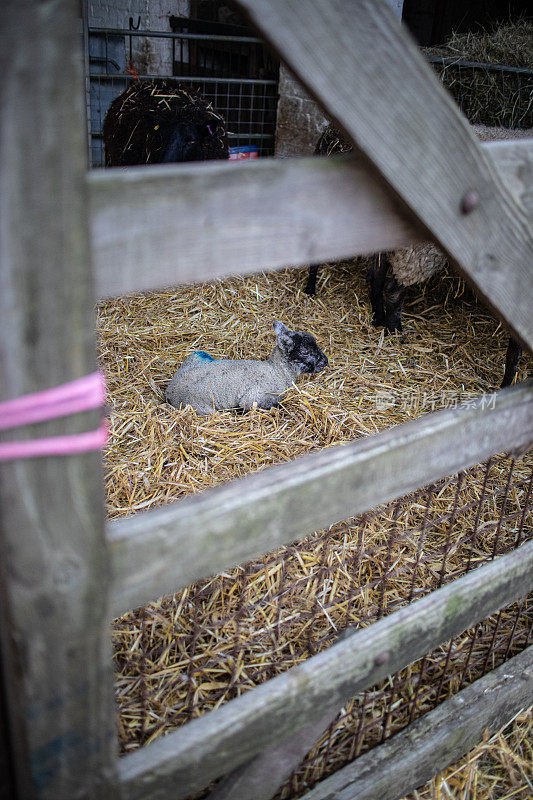 可爱的新出生的小羊羔，在谷仓外盖着稻草的围栏里。