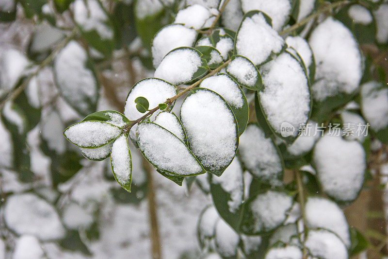 雪覆盖的树