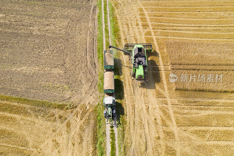 联合收割机将玉米倒入拖车，粮食危机