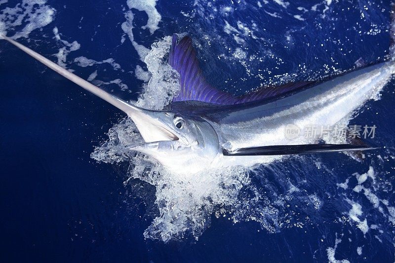 大西洋白马林鱼大型狩猎运动钓鱼