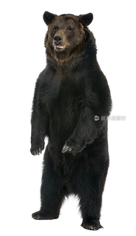母棕熊正面，12岁，站着。