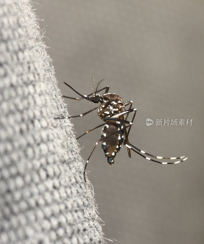 一只虎纹蚊子在一个表面上盘旋