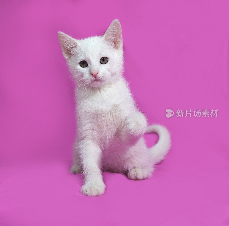 毛茸茸的小白猫坐在粉红色上