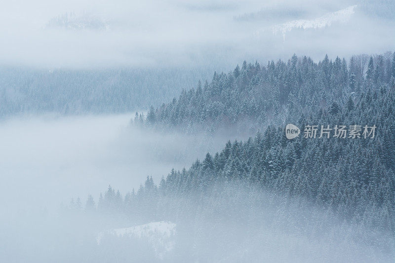 冬天浓雾笼罩着山林