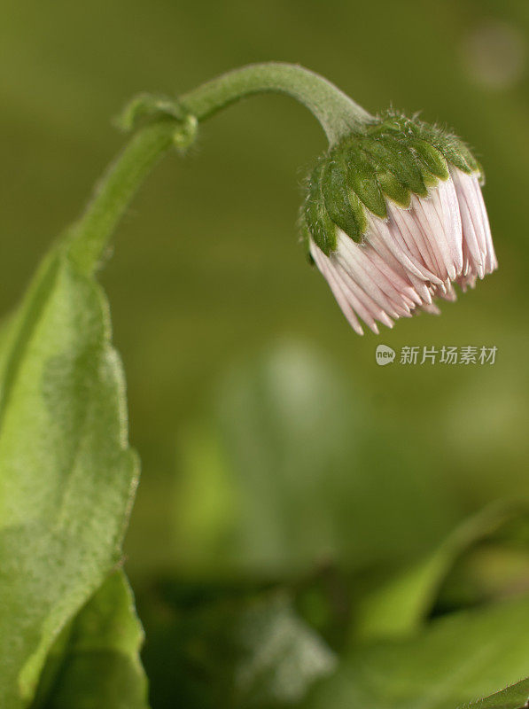 小雏菊花