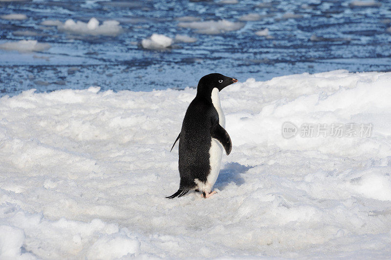 阿德利企鹅在海冰上