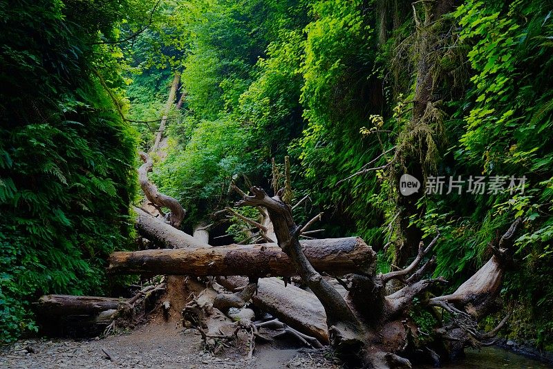 蕨类植物峡谷木